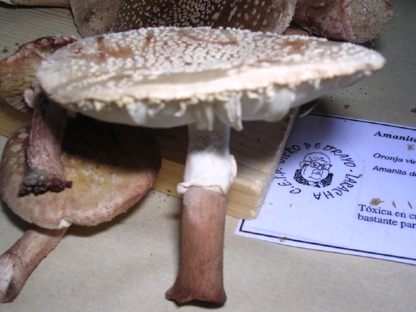 AMANITA RUBESCENS